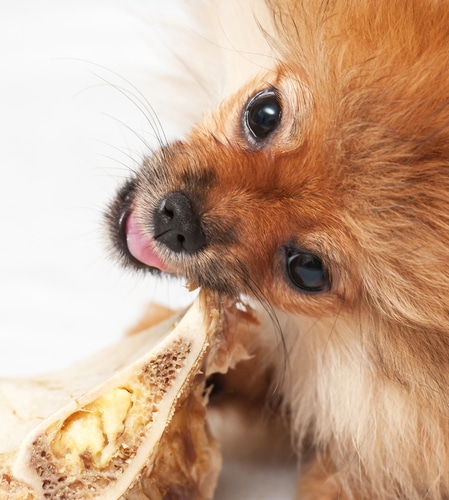 dog biting a bone