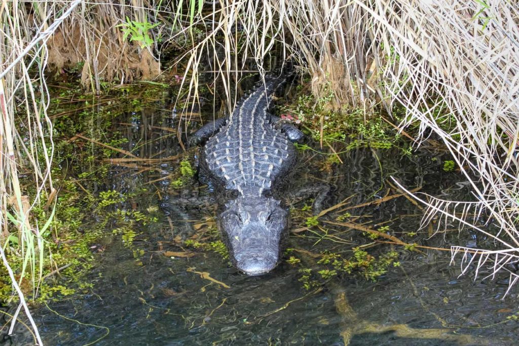 Before Florida Alligator Attack