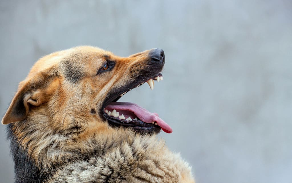 Pet Liability Insurance For Florida Dog Bites Jack
