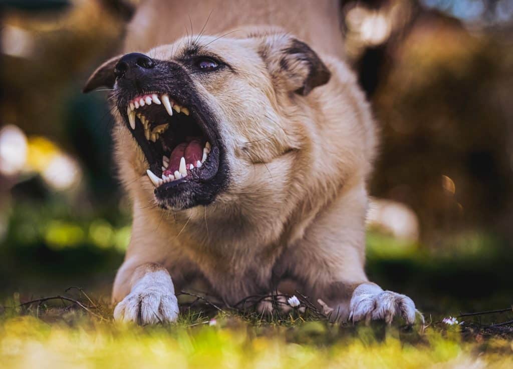 Aggressive dog showing teeth