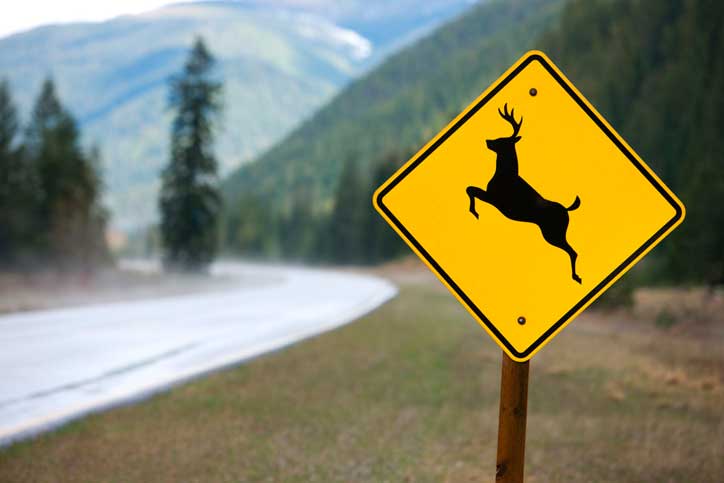 Bright yellow deer sign on the side of a mountain road.
