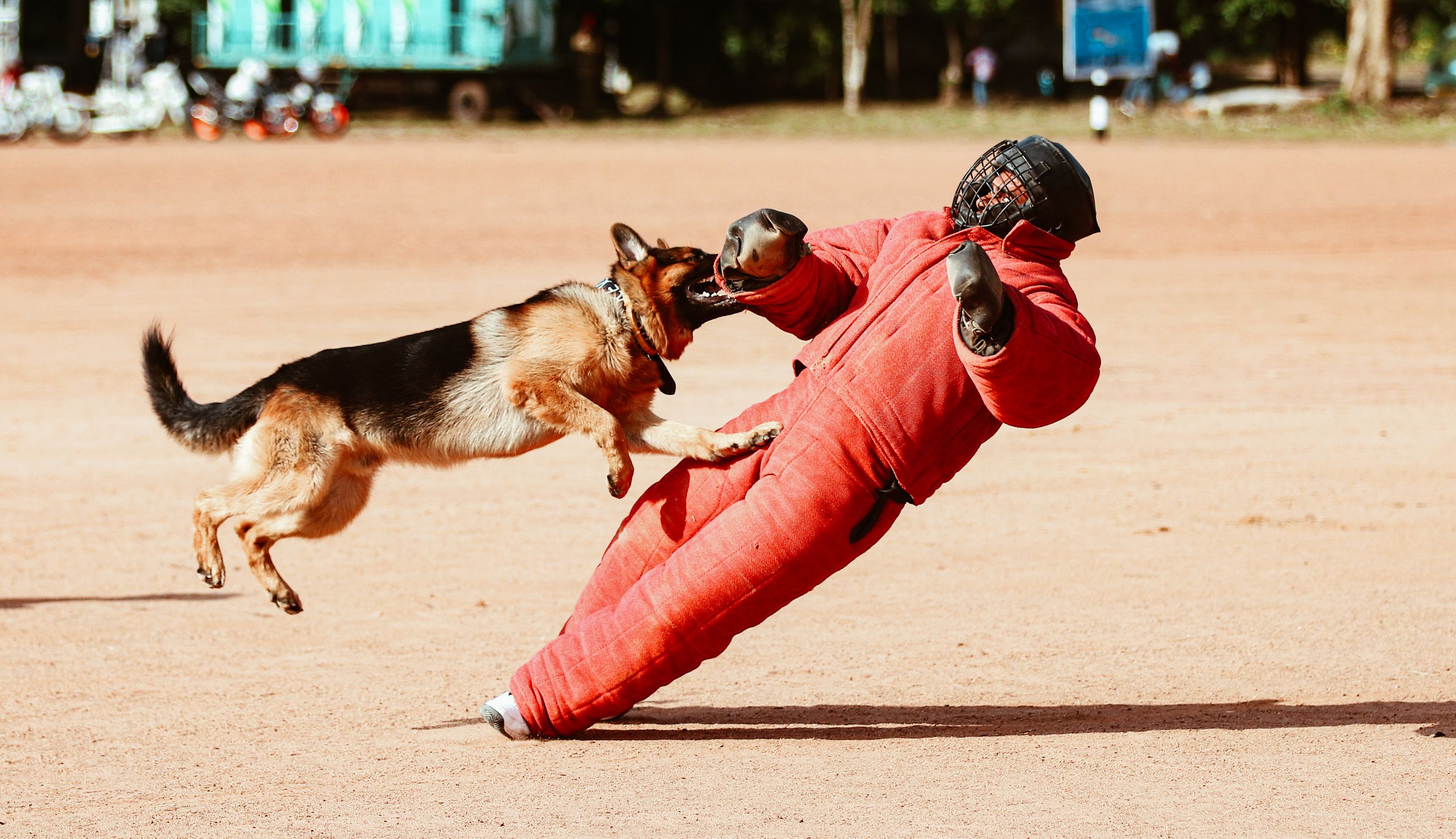 How Much Is A Florida Dog Bite Settlement Worth? 1 German Shepherd Attacks A Trainer In Safety Gear During An Outdoor Training Session.